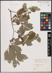 Salix bebbiana Sarg.